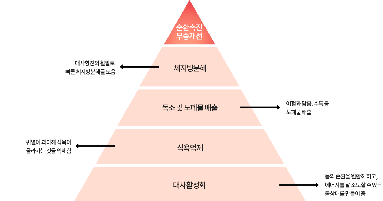 순환촉진,부종개선. 체지방분해 : 대사항진의 활발로 빠른 체지방분해를 도움. 독소 및 노폐물 배출 : 어혈과 담음, 수독 등 노폐물 배출, 식욕억제 : 위열이 과다해 식욕이 올라가는 것을 억제함. 대사활성화 : 몸의 순환을 원활히 하고, 에너지를 잘 소모할 수 있는 몸상태를 만들어 줌.